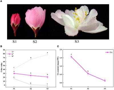 How the Color Fades From Malus halliana Flowers: Transcriptome Sequencing and DNA Methylation Analysis